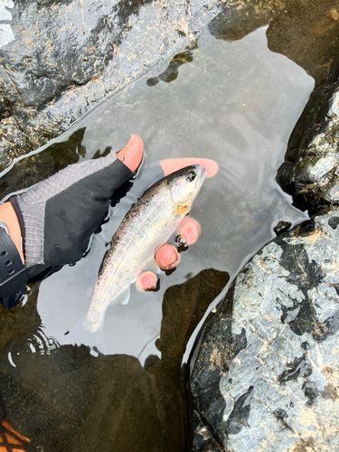 ヤマメの釣果