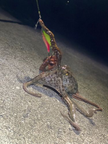タコの釣果
