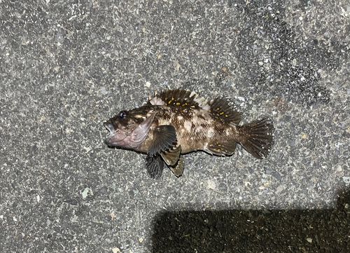 オウゴンムラソイの釣果