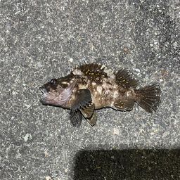 オウゴンムラソイ
