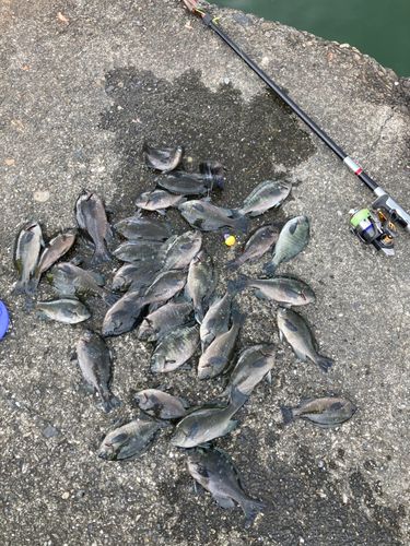 メジナの釣果