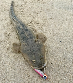 マゴチの釣果