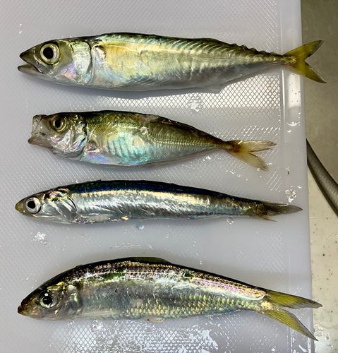 イワシの釣果