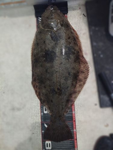 ヒラメの釣果