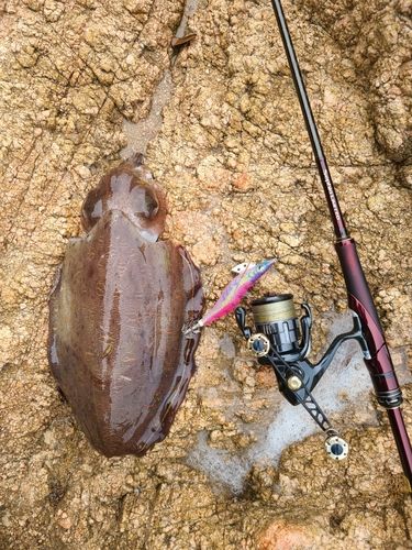 モンゴウイカの釣果