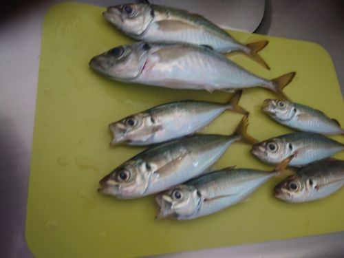 アジの釣果