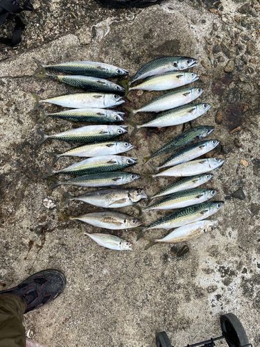 サバの釣果