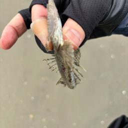 マゴチ