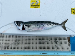 サバの釣果