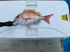 マダイの釣果