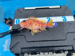 アヤメカサゴの釣果