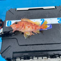 アヤメカサゴ