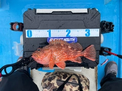 ウッカリカサゴの釣果