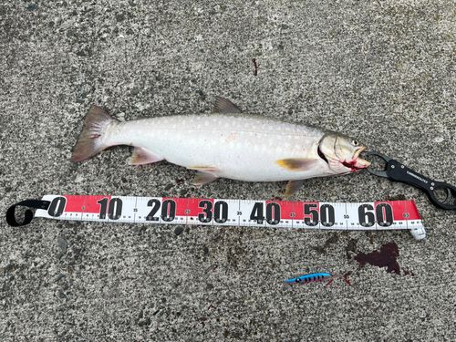 アメマスの釣果