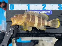 アオハタの釣果
