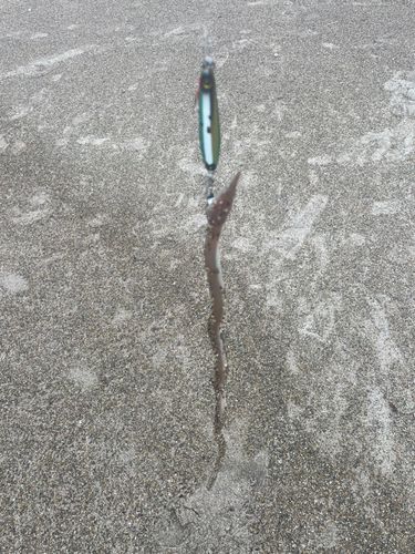 ダイナンウミヘビの釣果