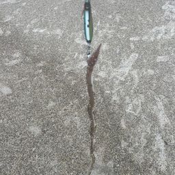 ダイナンウミヘビ