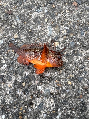 ハオコゼの釣果