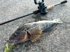アブラコの釣果