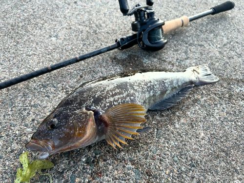 アブラコの釣果
