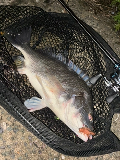 キビレの釣果
