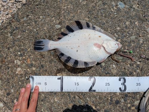 カワガレイの釣果