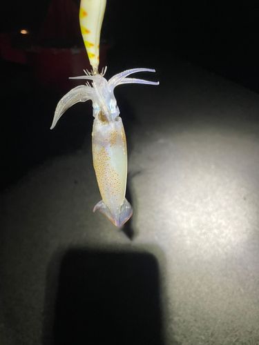 イカの釣果