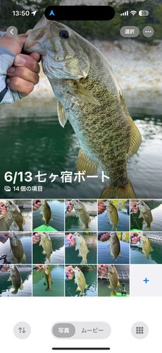 スモールマウスバスの釣果