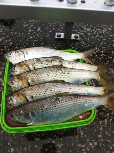 コノシロの釣果
