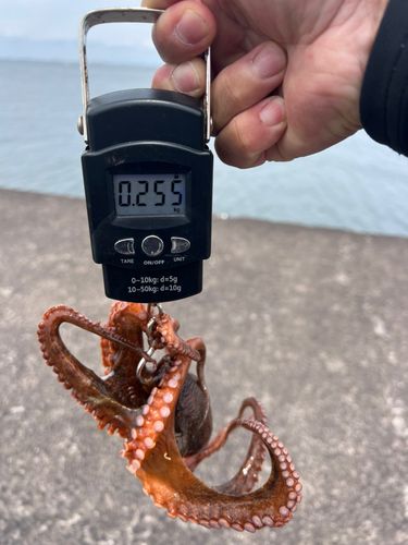タコの釣果