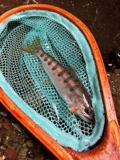 ヤマメの釣果