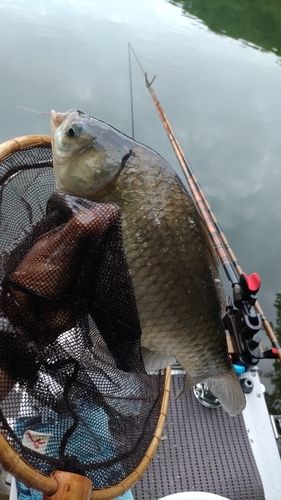ヘラブナの釣果