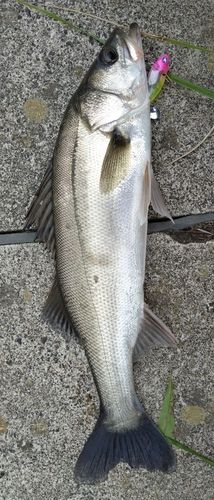 シーバスの釣果