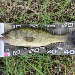 ラージマウスバス