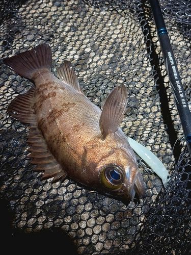 メバルの釣果