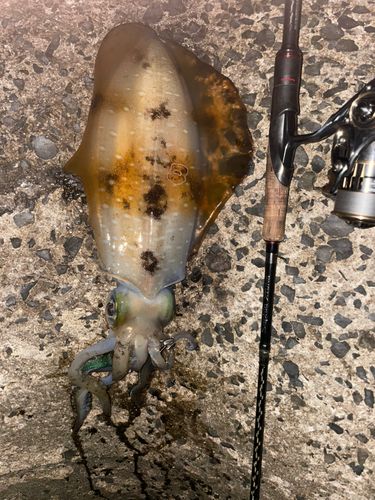 アオリイカの釣果