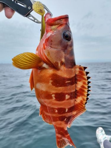 アカハタの釣果