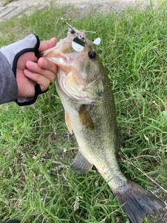ラージマウスバスの釣果