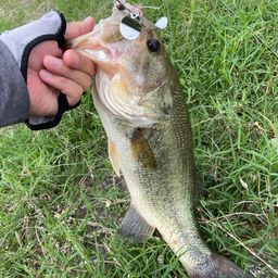 ラージマウスバス