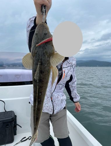 マゴチの釣果