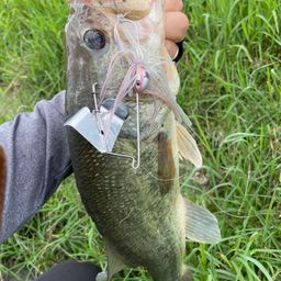 ラージマウスバス