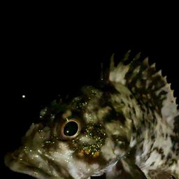 オウゴンムラソイ