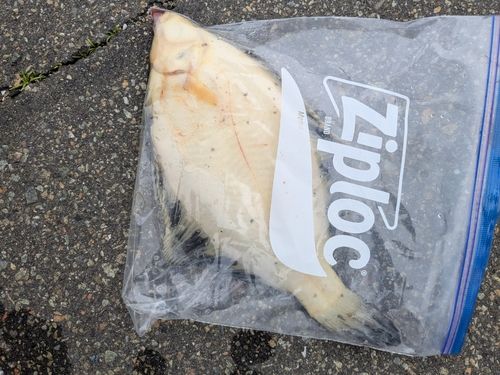 クロガシラガレイの釣果