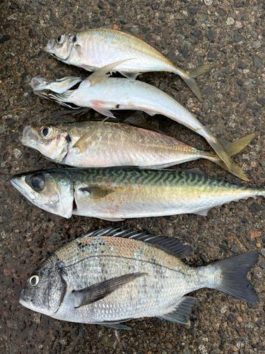 アジの釣果