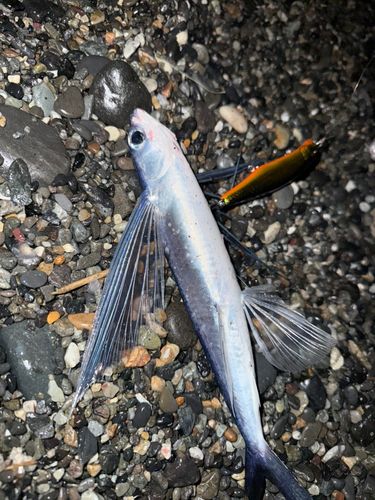 トビウオの釣果