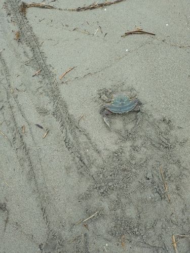 カニの釣果