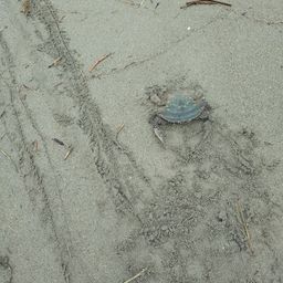 カニ