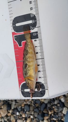 アイナメの釣果