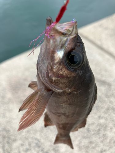 メバルの釣果