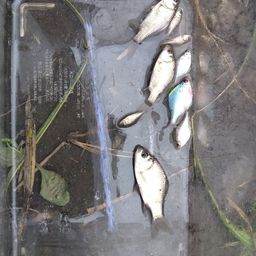 タイリクバラタナゴ